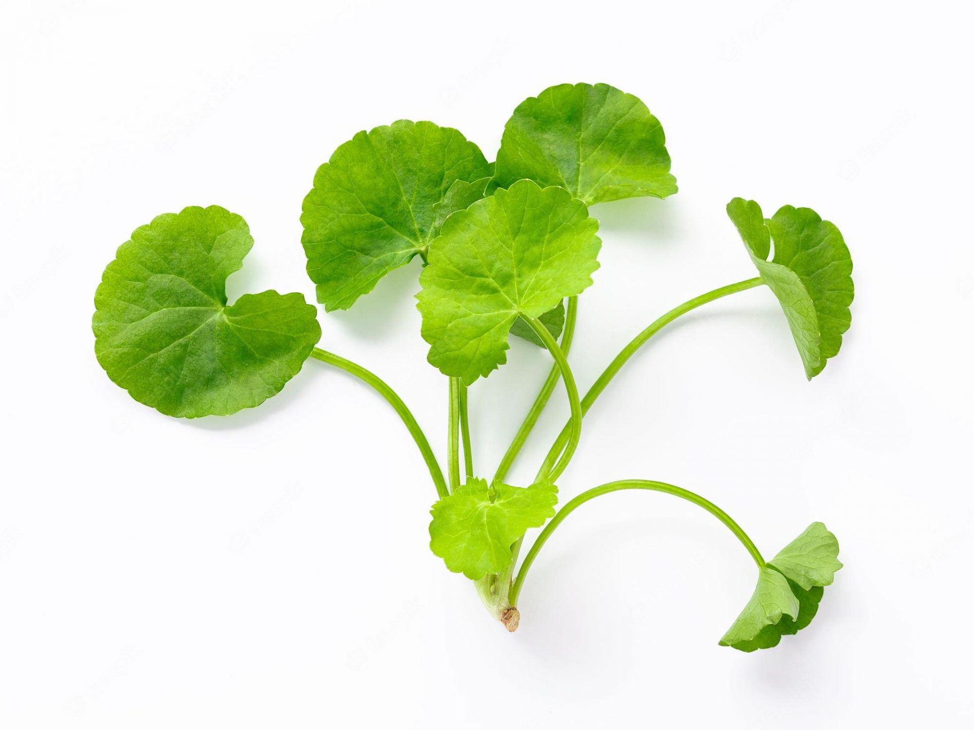 Centella Asiatica